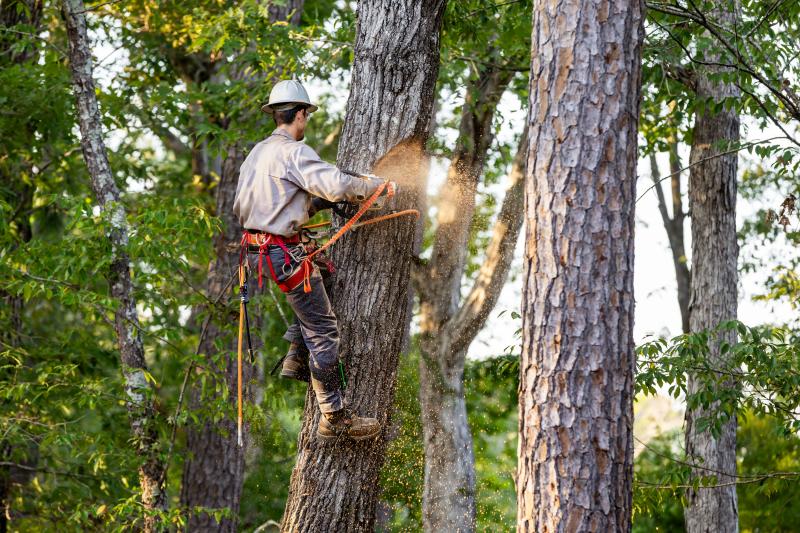 Quand et comment procéder à l'abattage d'arbres dans votre propriété