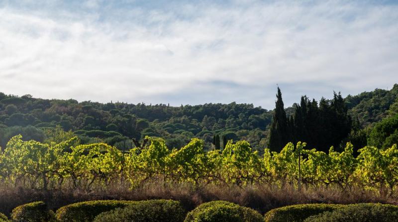 Taille de haies &agrave; Nice, l'entretien qui sublime votre espace vert