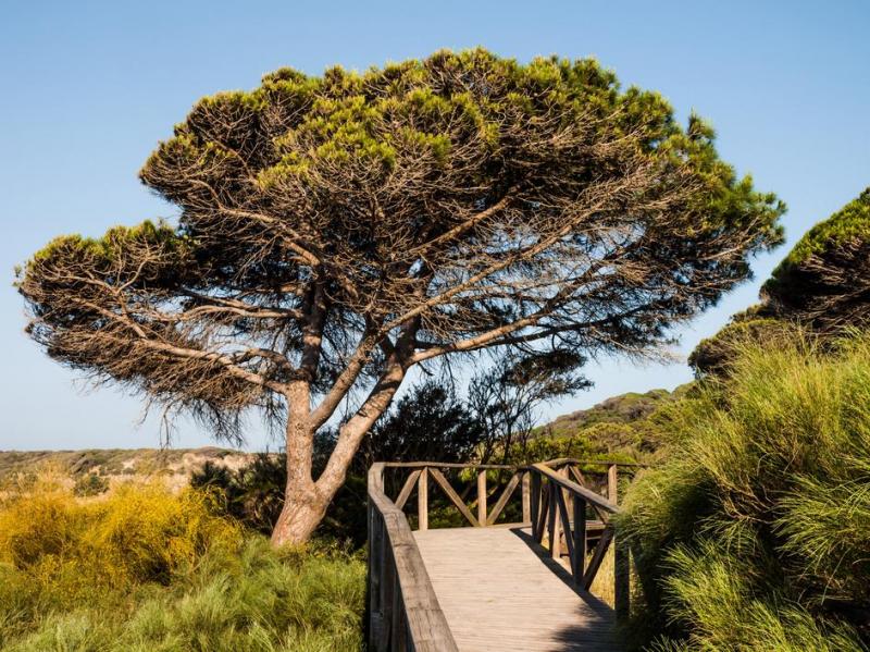 Les v&eacute;g&eacute;taux adapt&eacute;s &agrave; Nice pour un jardin durable et r&eacute;sistant